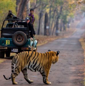 Tadoba-960x1149